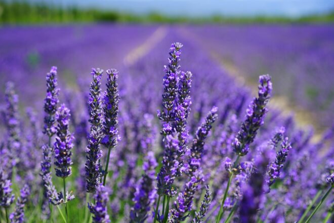 lavender Ayurveda Parkschlösschen Health Blog
