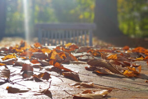 Der Herst im Ayurveda | Ayurveda Parkschlösschen Health Blog